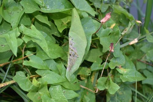 Bedellia sp.